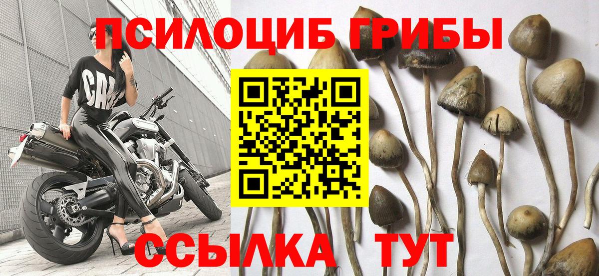 Псилоцибиновые грибы мицелий  Вход с VPN  Псилоцибиновые грибы Magic Shrooms  Ачхой-Мартан 